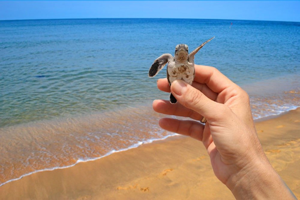 Alagadi Turtle Beach